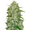 Fastbuds - Original Auto Chemdawg 3 ks - Semená neobsahujú THC