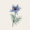 Jora Dahl Černuška španielska „Midnight“ - Nigella hispanica - 1 ks