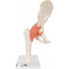 Model bedrového kĺbu s väzbami a označenou chrupavkou (Anatomické modely)