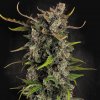 Paradise Seeds - Lemonade Auto 10 ks - Semená neobsahujú THC