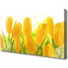 Obraz Canvas Tulipány kvety rastlina 100x50 cm