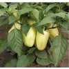 Paprika Amy - Capsicum annuum - predaj semien papriky - 50 ks