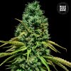 Bulk Seed Bank - Hell Bells OG 5 ks - Semená neobsahujú THC