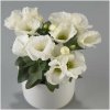 Eustoma Carmen Ivory F1 - Eustoma grandiflorum - predaj semien - 12 ks