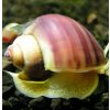 Slimák Ampulária ružová- Ampullaria australis