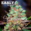 Delicious Seeds Cotton Candy Kush Early Version semena neobsahuji THC 100 ks