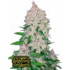 Fast Buds Semená kanabisu Stardawg Auto 3 ks