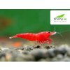 Bloody mary 30 ks - Neocaridina davidi (Neocaridina davidi (heteropoda) )