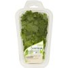 Tesco Čerstvé Bylinky Koriander siaty 20 g