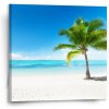 Sablio Obraz Palma na pláži - 50x50 cm