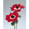 ANEMONE k rezu, MONA LISA® SCARLET EYE, 1000 semien