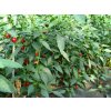 Paprika Koral - Capsicum annuum - Semiačka - 40 ks