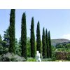 Cyprus vždyzelený Blue Sky, výška 100-125 cm, kvetináč 10 l