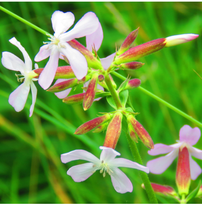 Mydlica lekárska - Saponaria officinalis - semená mydlice - 15 ks