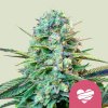 Royal Queen Seeds - Wedding Crasher 100 ks - Semienka neobsahujú THC