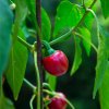 Chilli Cherry Bomb - Capsicum Annuum - semená chilli - 6 ks
