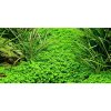 Hemianthus callitrichoides