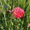 BIO Nevädza červená - Centaurea cyanus - semená nevädze - 50 ks