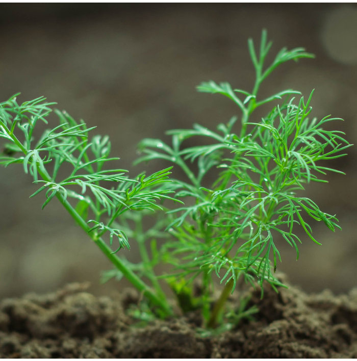 BIO kôpor voňavý Hera - Anethum graveolens - bio semená kôpru - 400 ks