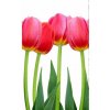 DIMEX fototapeta Červené tulipány MS-2-0126 - 150 x 250 cm (150g VLIES - LEPIDLO ZADARMO)