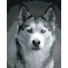 ZUTY Maľovanie podľa čísel HLAVA HUSKYHO Rámovanie bez rámu a bez vypnutia plátna Rozmer 80 x 100 cm