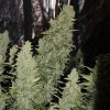 Doctor´s Choice Seeds Niagara Auto Feminized 5 ks