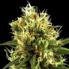 White Label - White Haze Automatic 5 ks - Semená neobsahujú THC
