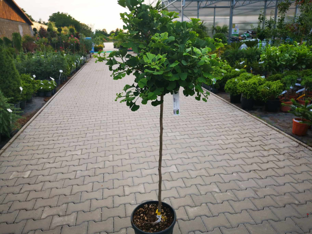 Ginko dvojlaločné MARIKEN na kmienku 120-130 cm, kont. 15 l