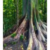 Eukalyptus dúhový - Eucalyptus deglupta - semená eukalyptu - 5 ks