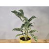 Aglaonema Cutlass