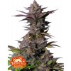 Fast Buds Cannabis Seeds Tropicana Cookies FF 5 ks