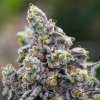 Anesia Seeds - Pistachio Snow Cream 5 ks - semená neobsahujú THC