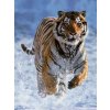 RAVENSBURGER Puzzle Tiger v snehu 500 dielikov