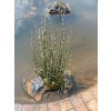 Equisetum japonica - Praslička
