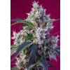 Sweet Seeds Indigo Berry Kush® neobsahuje THC 5 semen