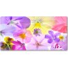 Foto obraz akrylový Fialky 100x50 cm