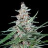 Absolute Cannabis Seeds - Utopia 5 ks - Semienka neobsahujú THC