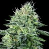 Anesia Seeds - Auto Strawberry Banana 3 ks - Semená neobsahujú THC