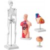 Set modelov ľudskej anatómie : mozog, trup, srdce, kostra - miniatúra (LD-3JT) (3D anatomický model oživuje ľudské telo a umožňuje detailné skúmanie jeho štruktúr. )