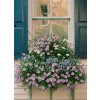 Fotografia Charleston Blooms II, Bethany Young, 30 × 40 cm
