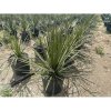 Juka vláknitá (Yucca filifera) - výška 50+ cm, Ø 50 cm, kont. C10L (-15°C)
