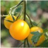 Paradajka Goldkrone - Solanum lycopersicum - Semená rajčiaka - 10 ks