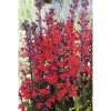 Lobélia šarlátová Lobelia cardinalis výška 15-25 cm kvetináč 3 l