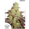 Dutch Passion Auto Night Queen® neobsahuje THC 3 ks