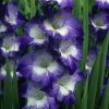 Gladiolus Nori