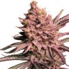 Serious Seeds Seriotica semena neobsahuji THC 6 ks