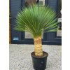 Yucca rostrata s výškou kmeňa 58 cm, vo výške 165 cm
