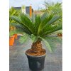 Cycas revoluta Premium s výškou kmeňa 20 cm v celkovej výške 110 cm