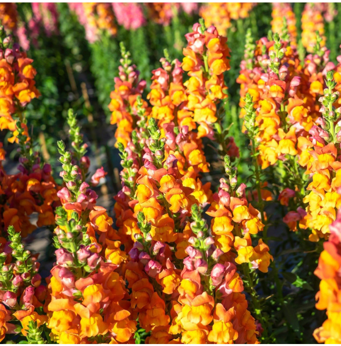 Papuľka väčšia oranžová - Antirrhinum majus - semená - 20 ks