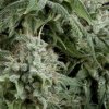 Pyramid Seeds Auto Northern Lights semena neobsahuji THC 50 ks